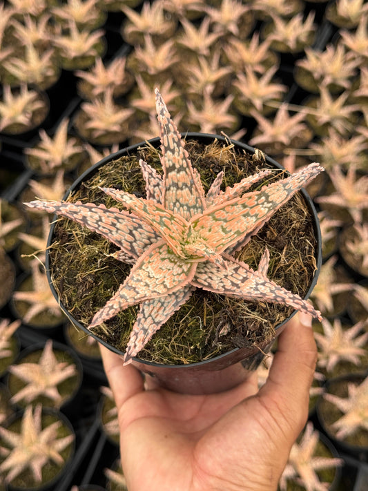 Aloe lacey