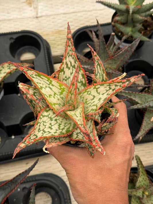 Aloe mauna kea