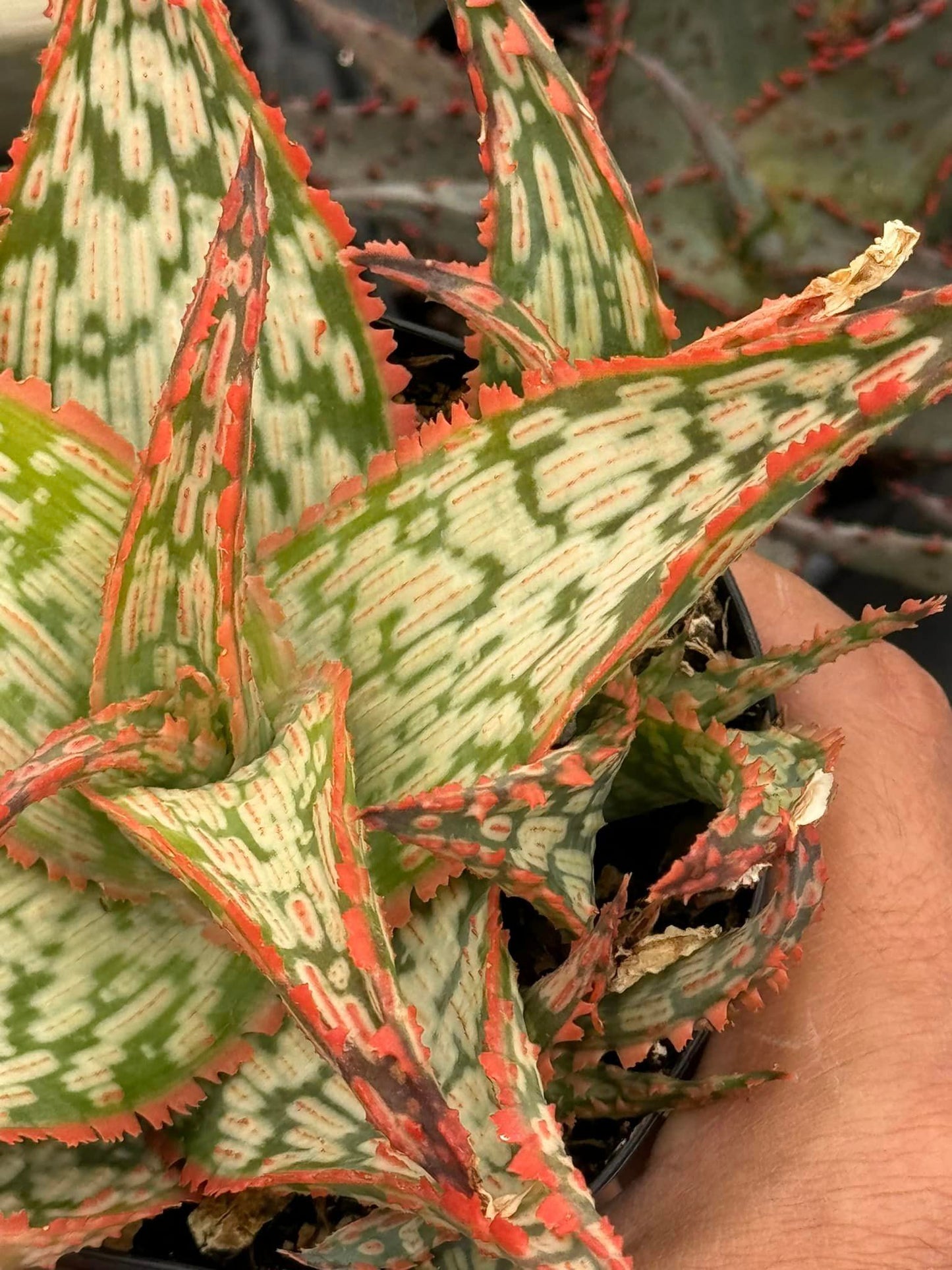 Aloe mauna kea