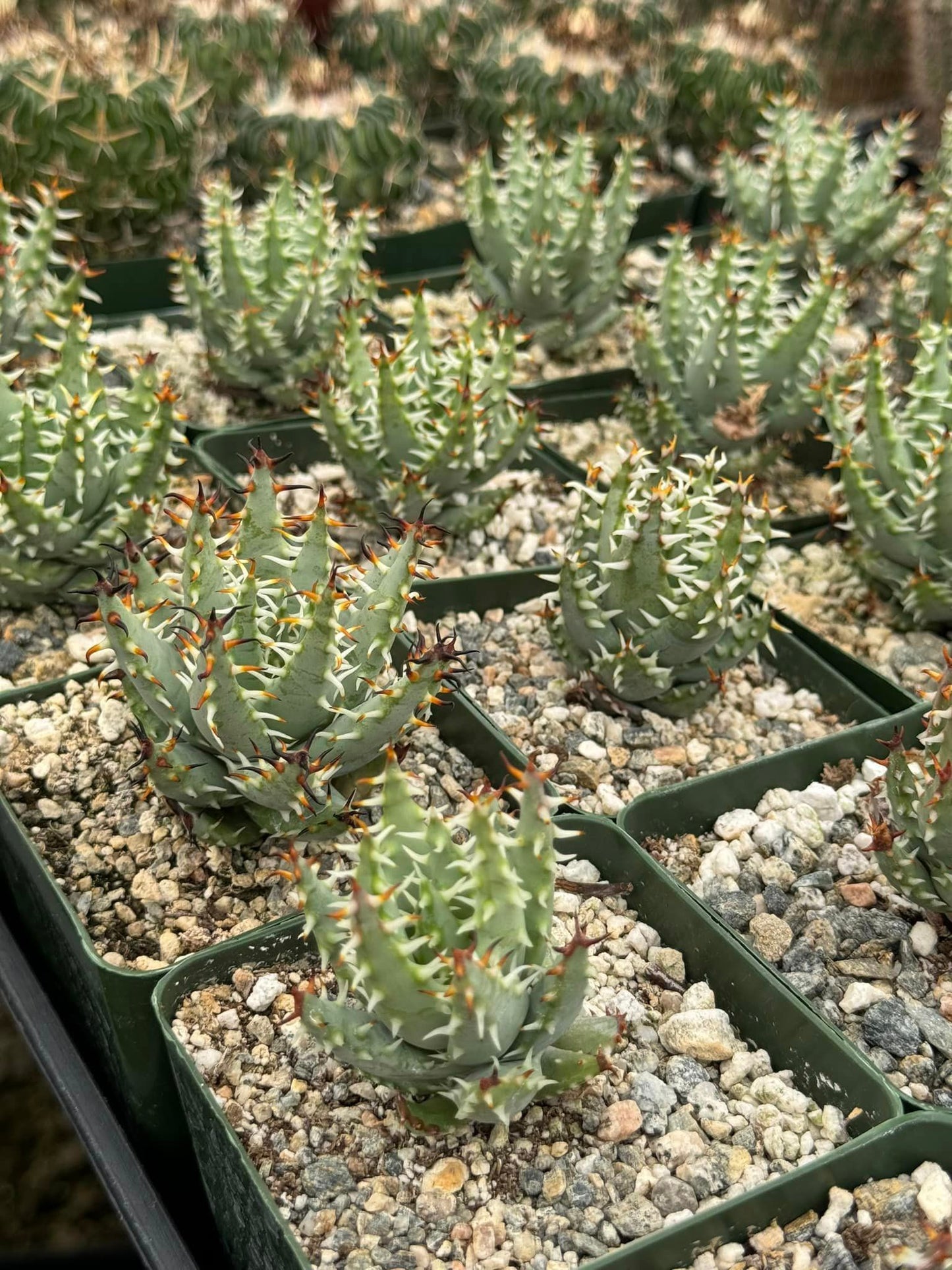 Aloe melanacantha var. Erinacea