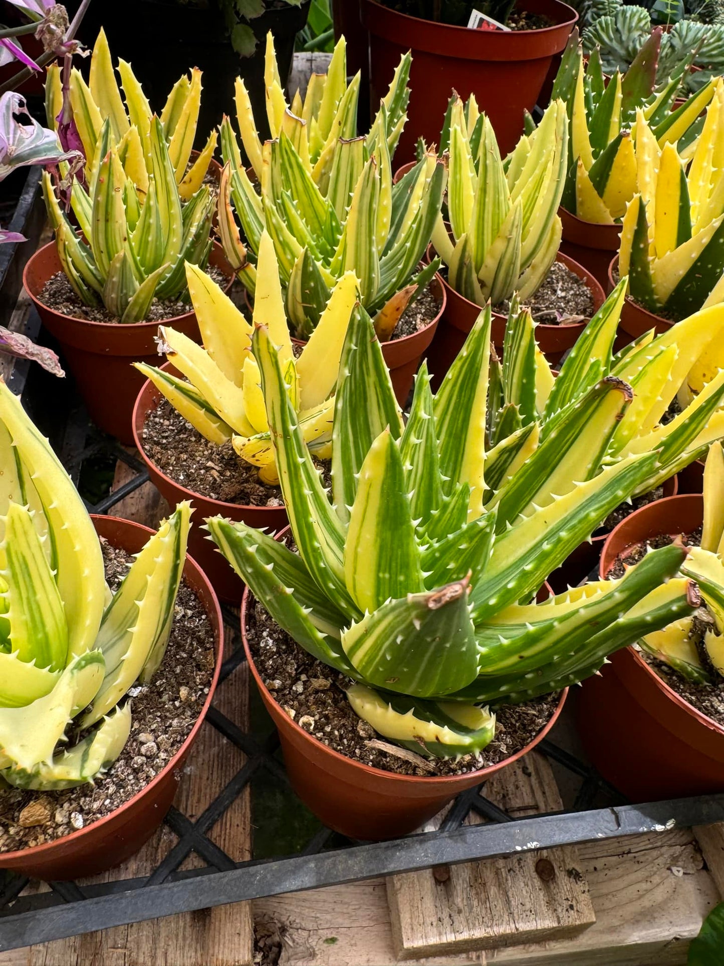 Aloe nobilis