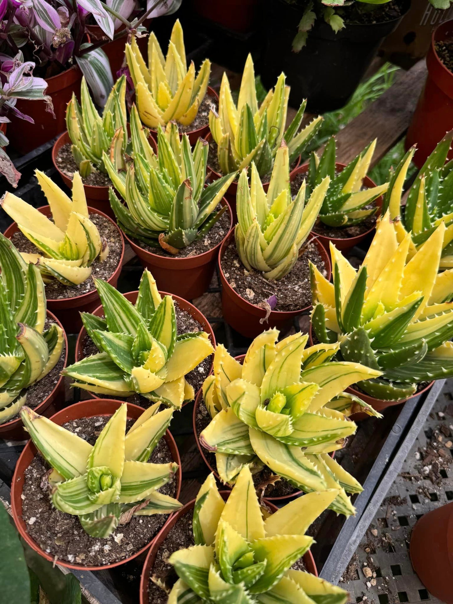 Aloe nobilis