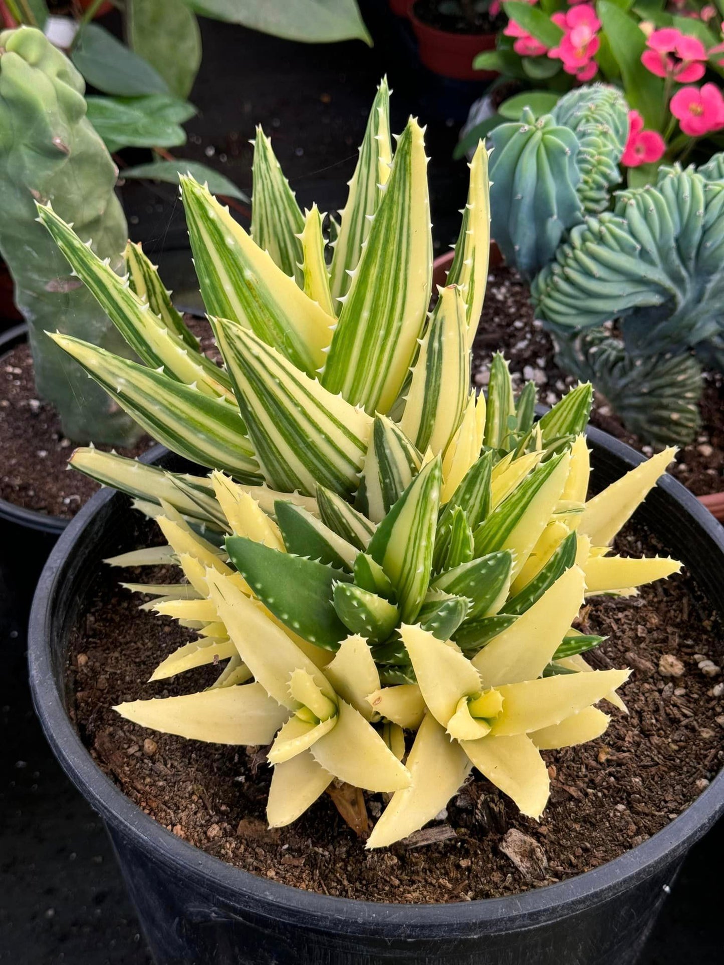 Aloe nobilis cluster variegado