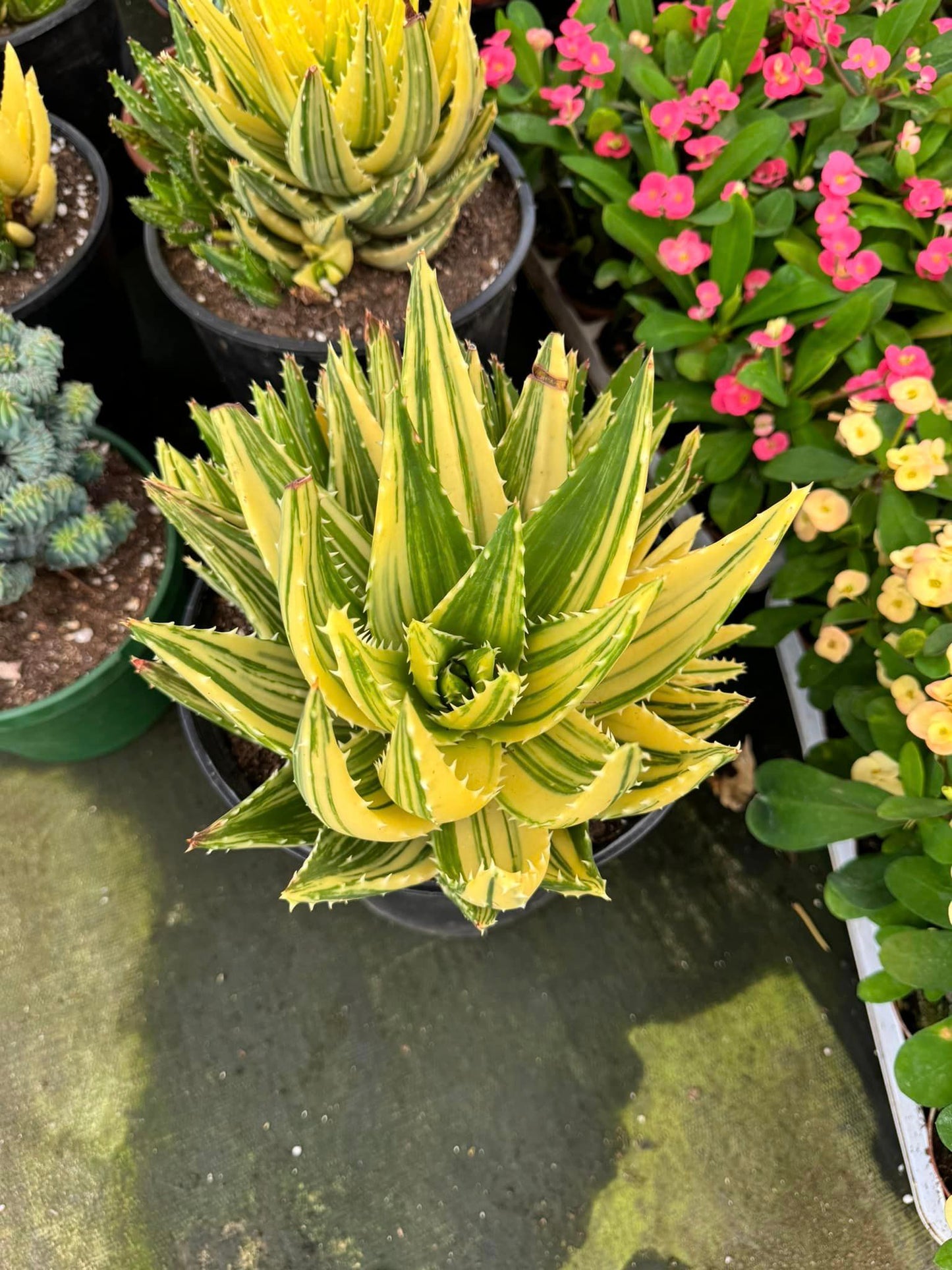 Aloe nobilis cluster variegado