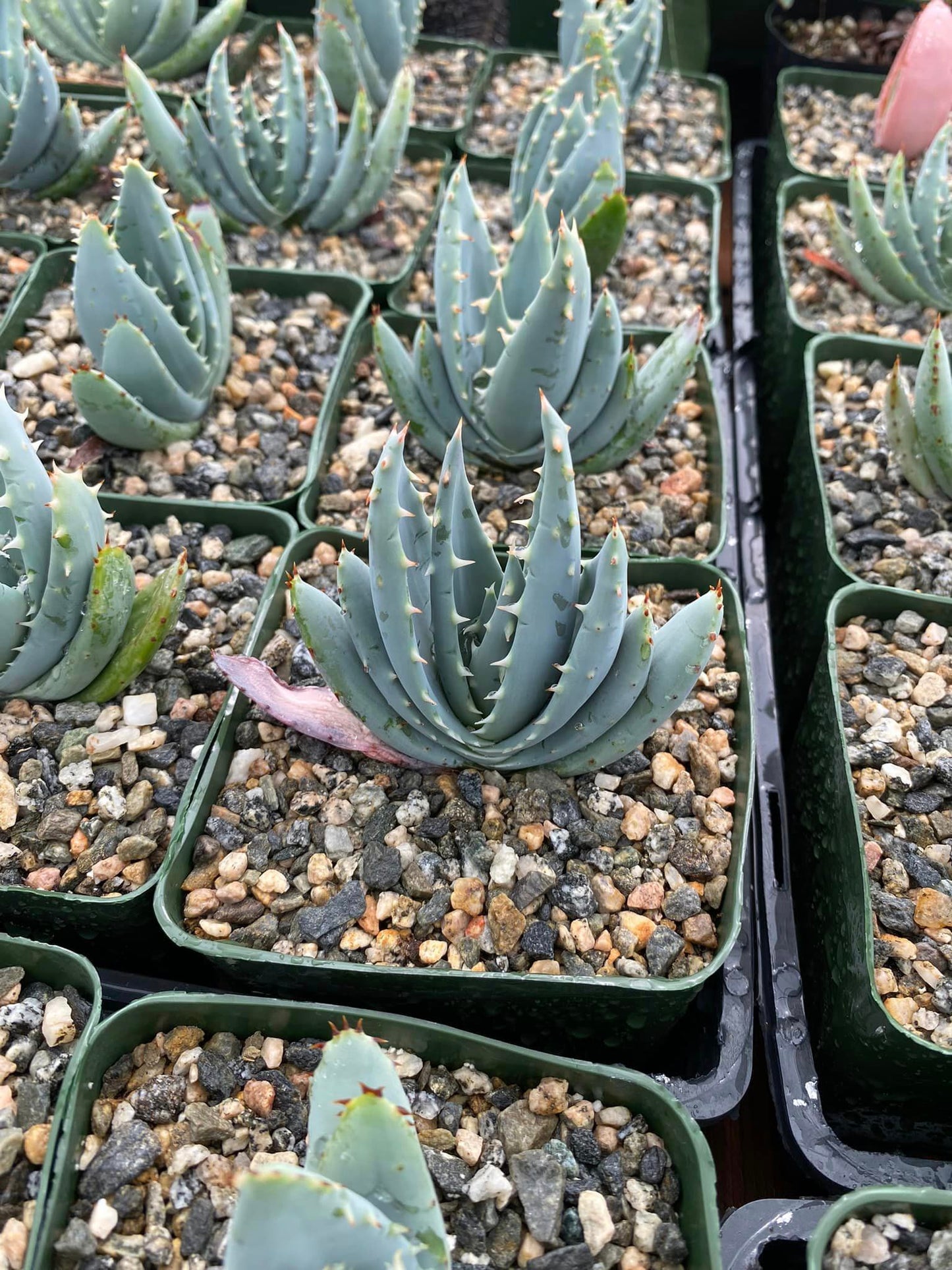 Aloe peglerae