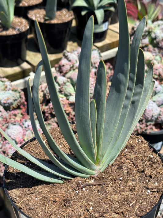 Aloe plicatilis