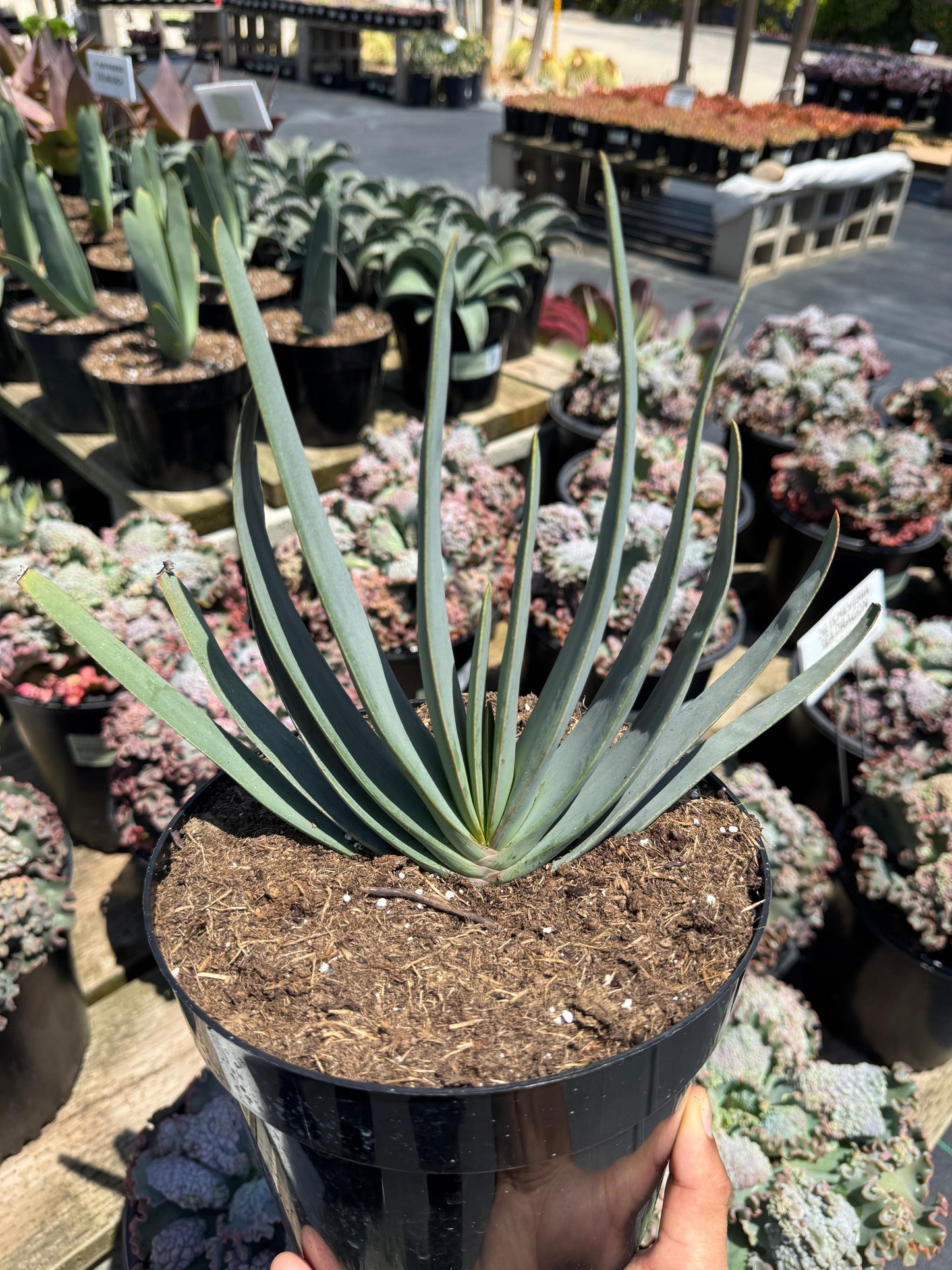 Aloe plicatilis