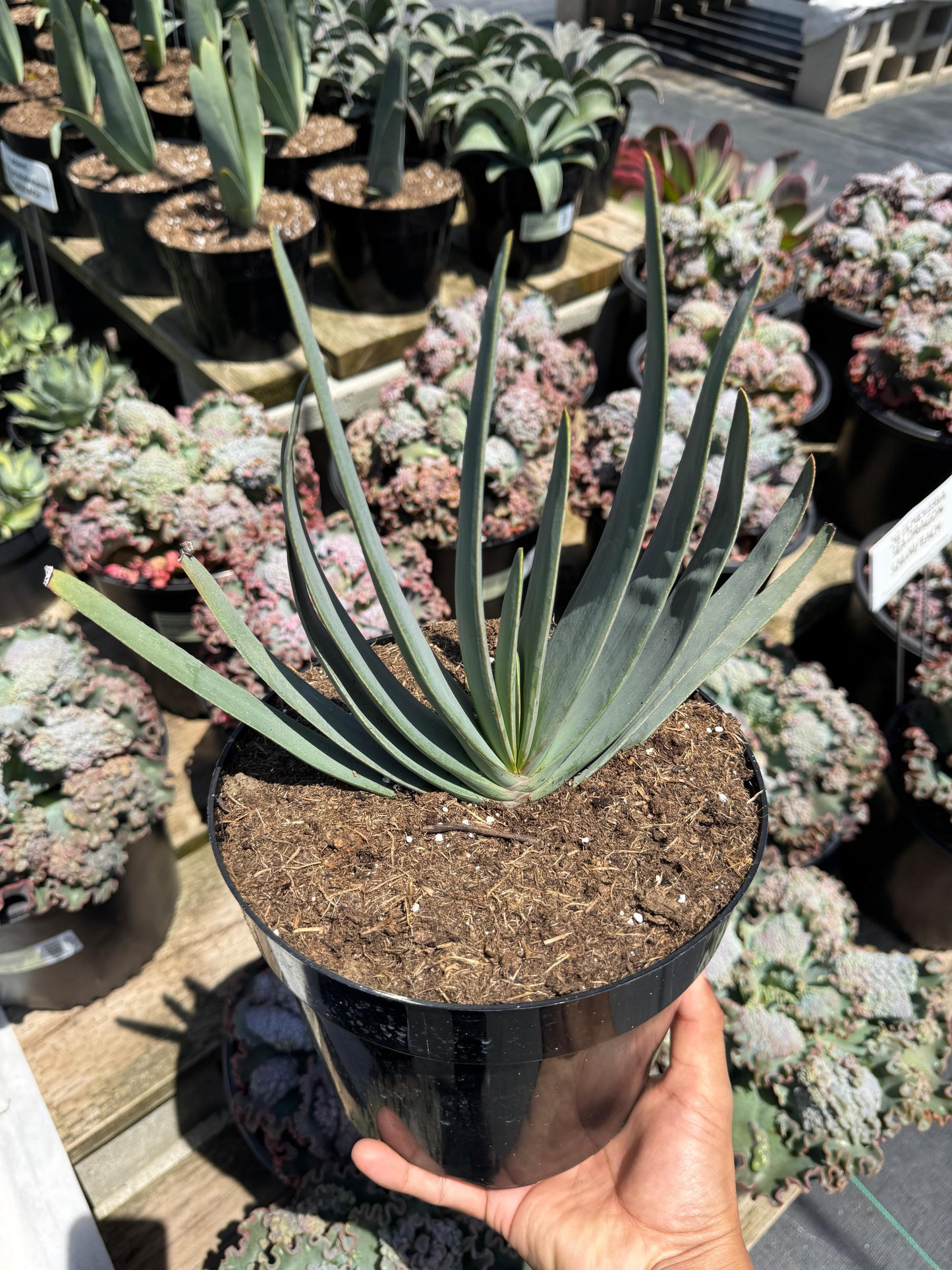 Aloe plicatilis