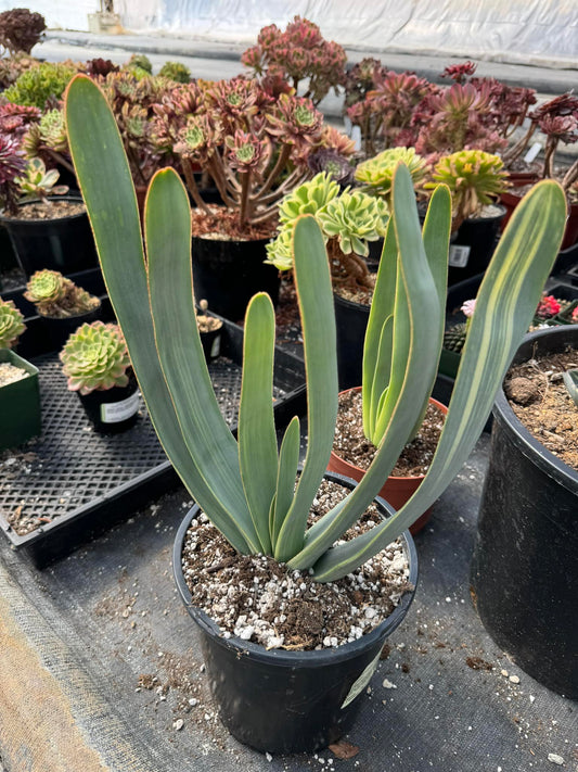 Aloe plicatilis variegado