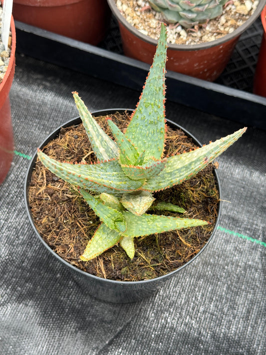 Aloe purple people eater variegado