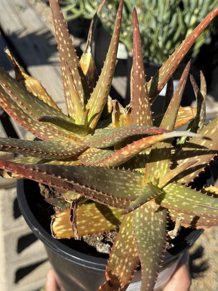 Aloe rooikappie