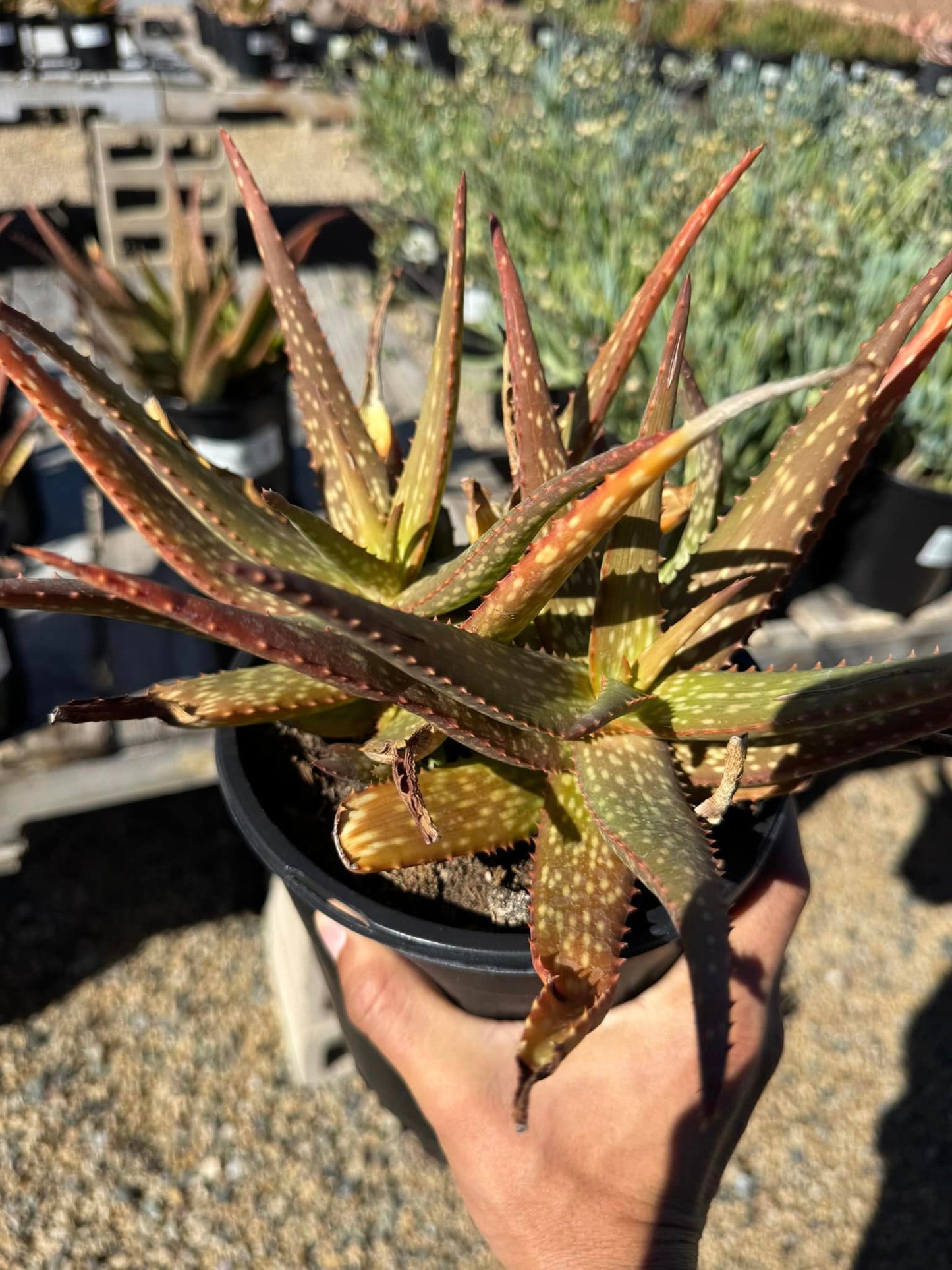 Aloe rooikappie