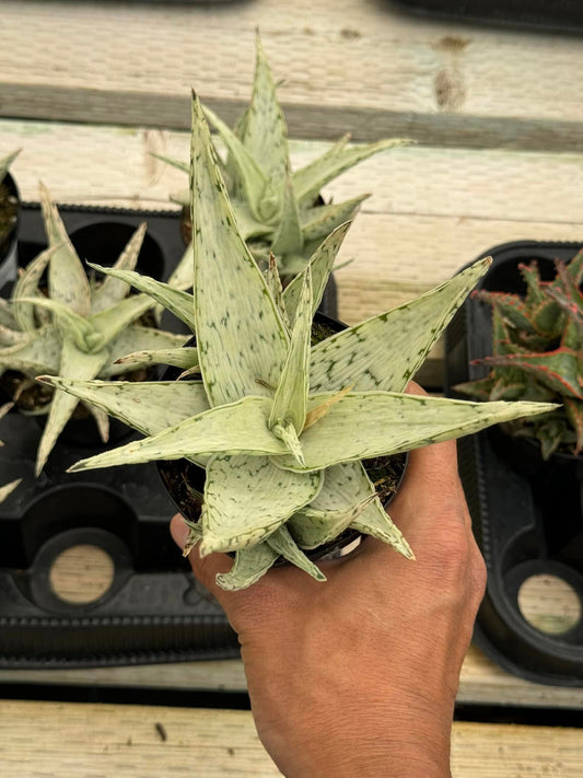 Aloe snow drift