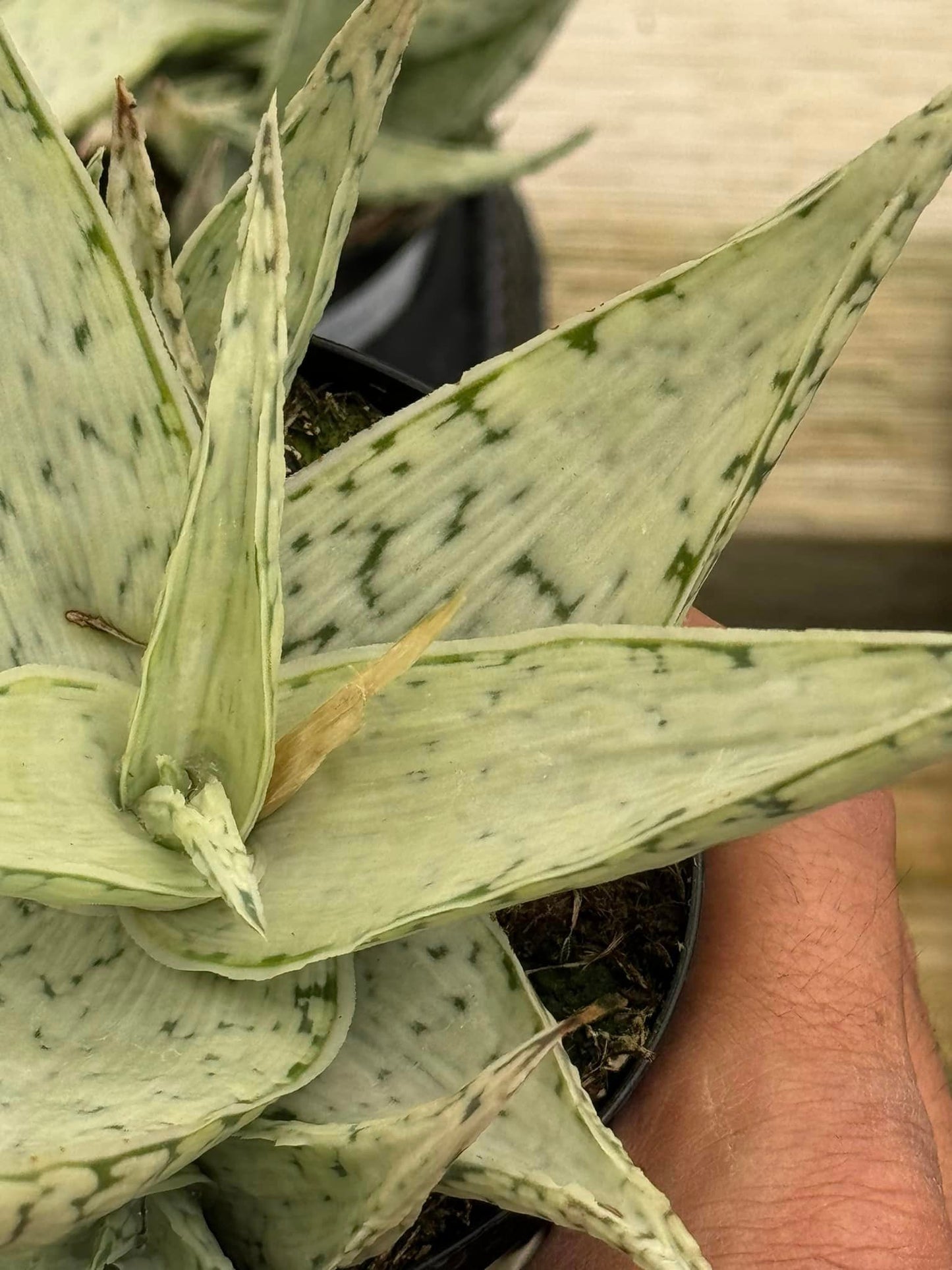 Aloe snow drift