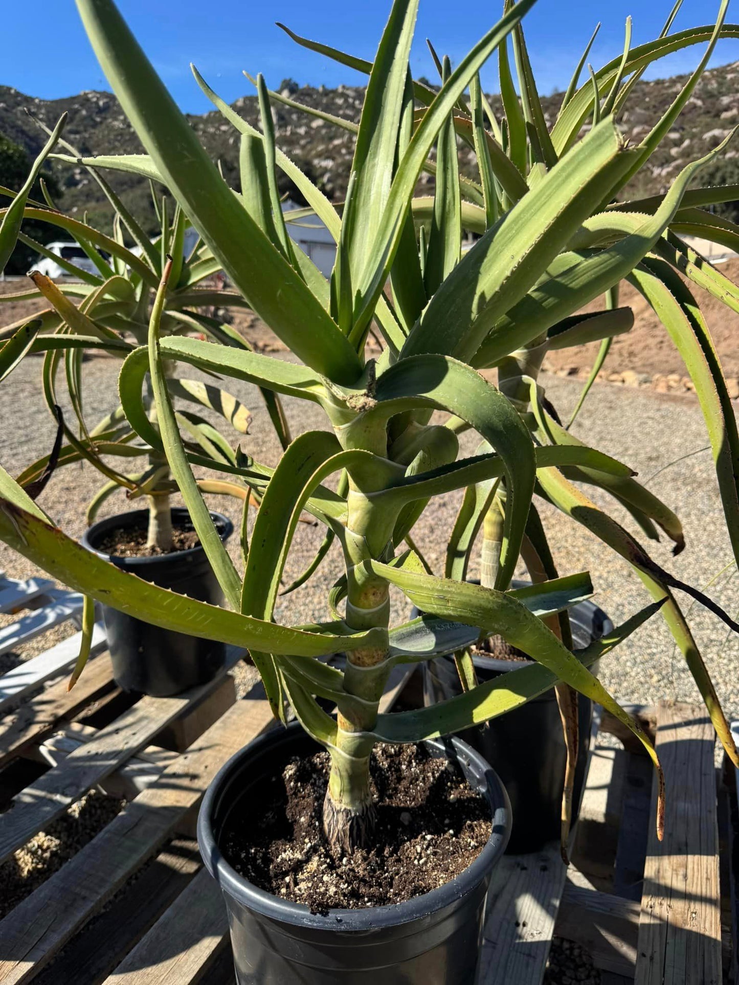 Aloes tongaensis