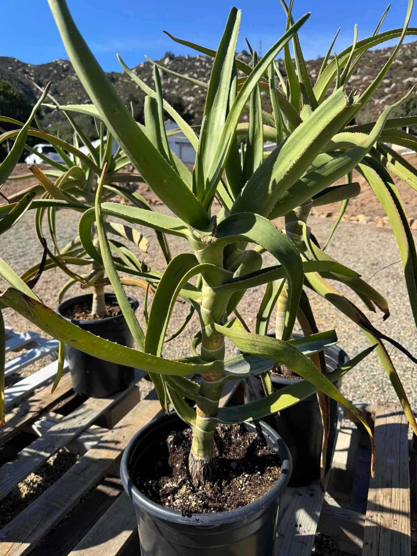 Aloes tongaensis