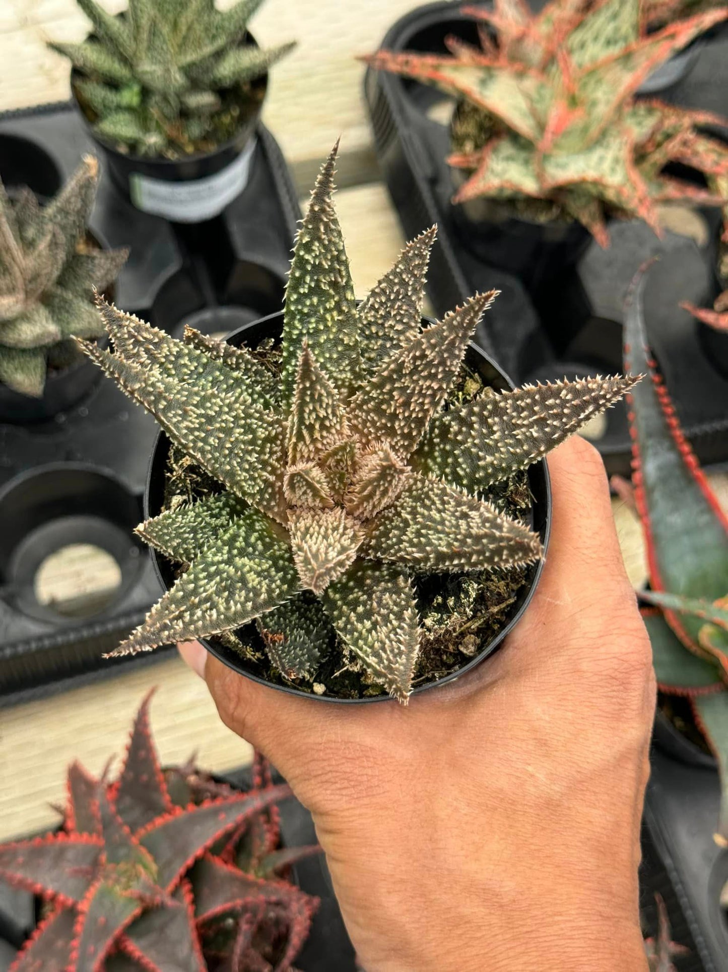 Aloe tarantula