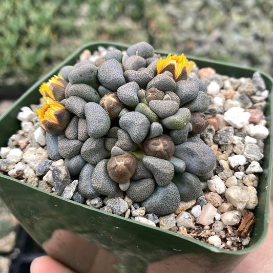 Aloinopsis Schoonesi