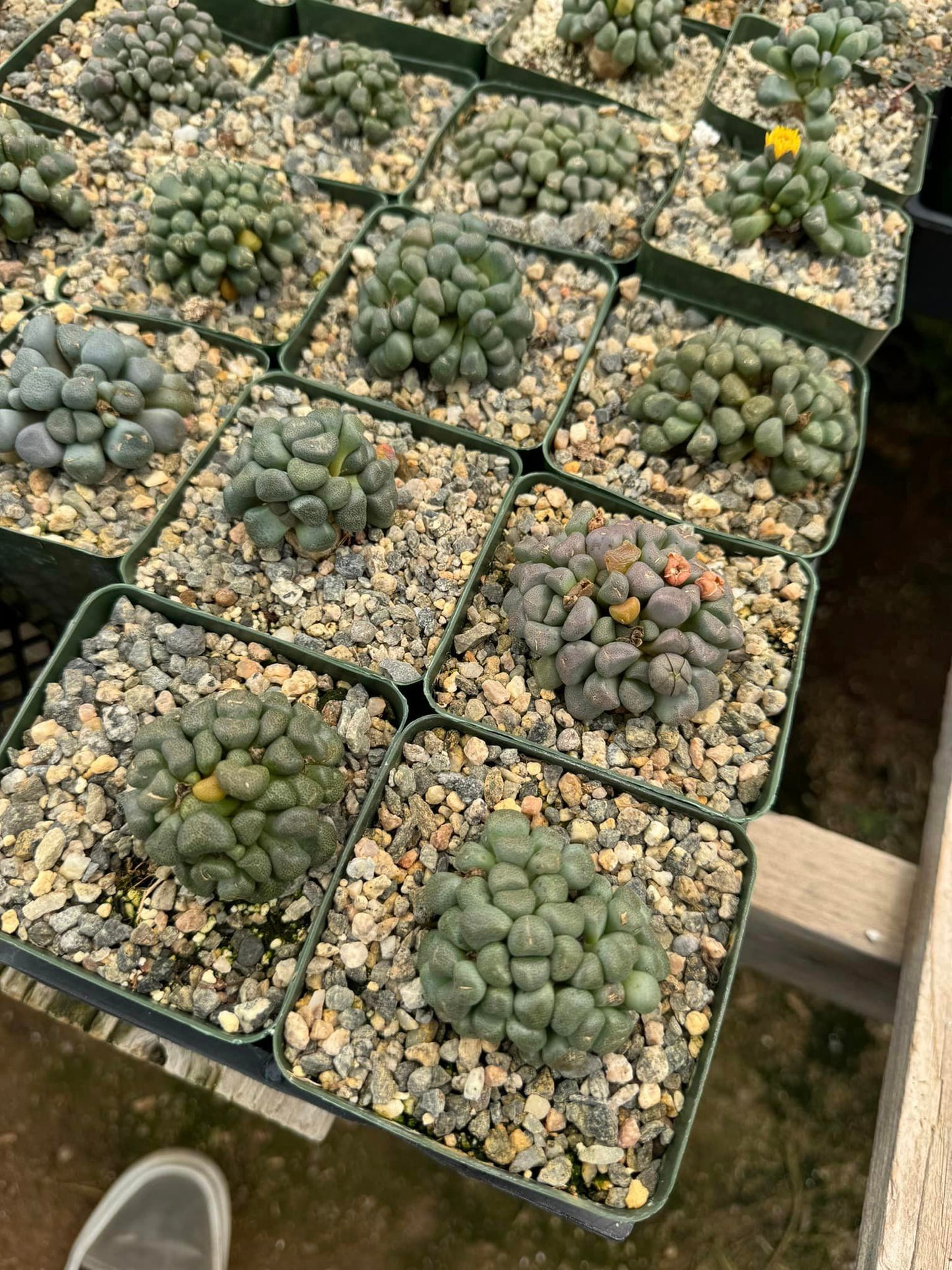 Aloinopsis Schoonesi