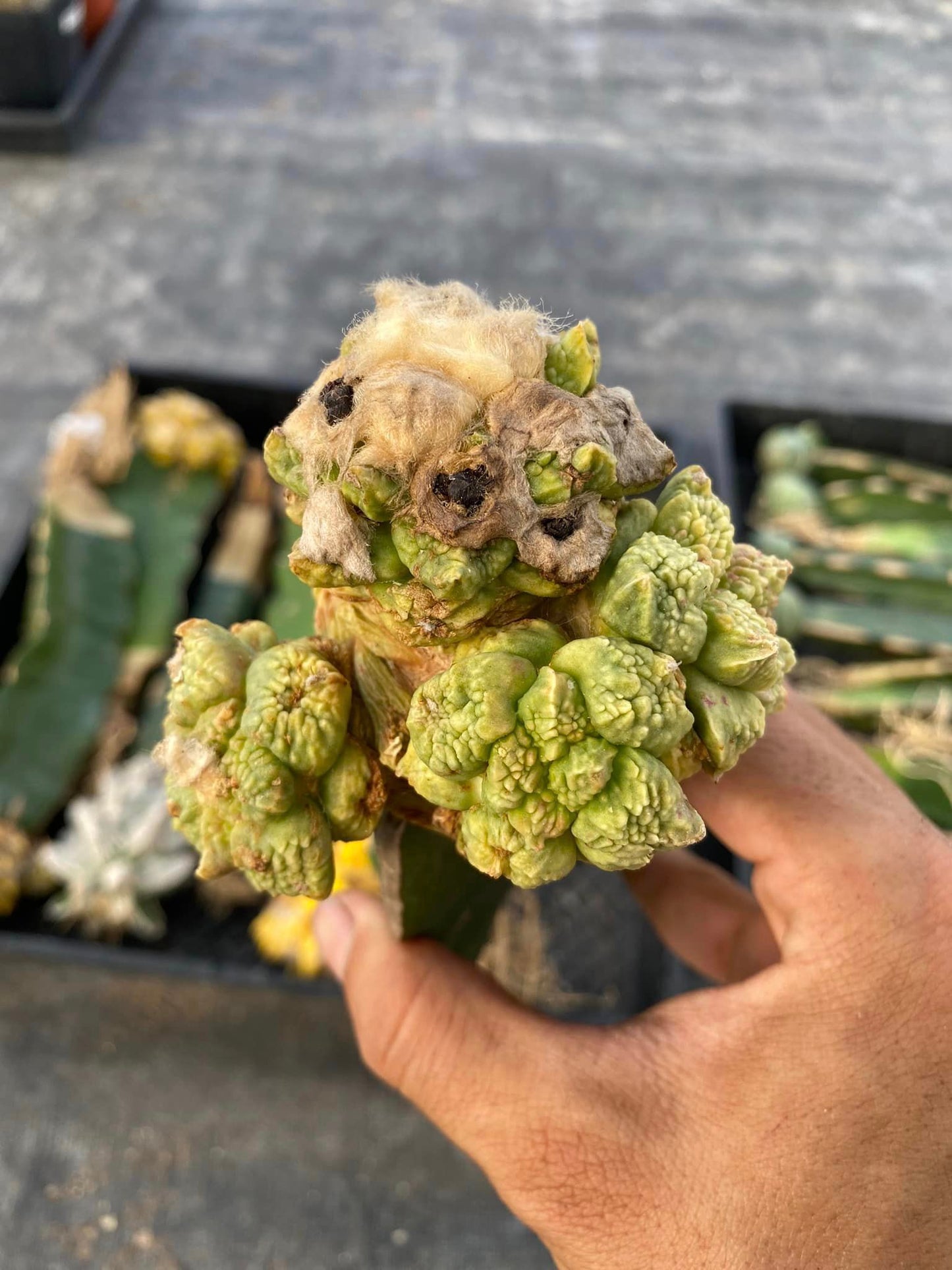 Ariocarpus variegado