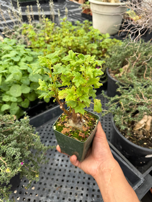 Begonia Dregei