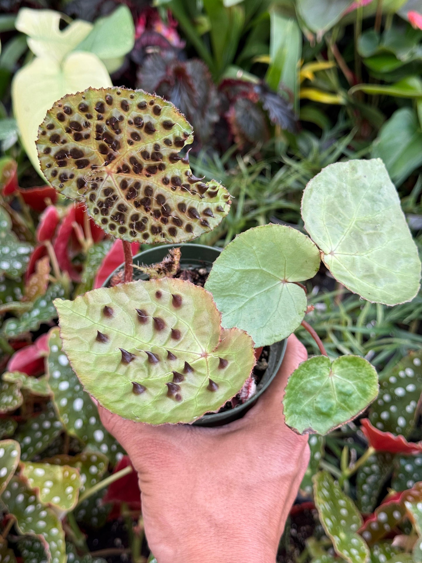 Begonia ferox