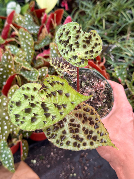 Begonia ferox