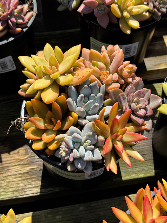 Bouquet de suculentas mix 1G