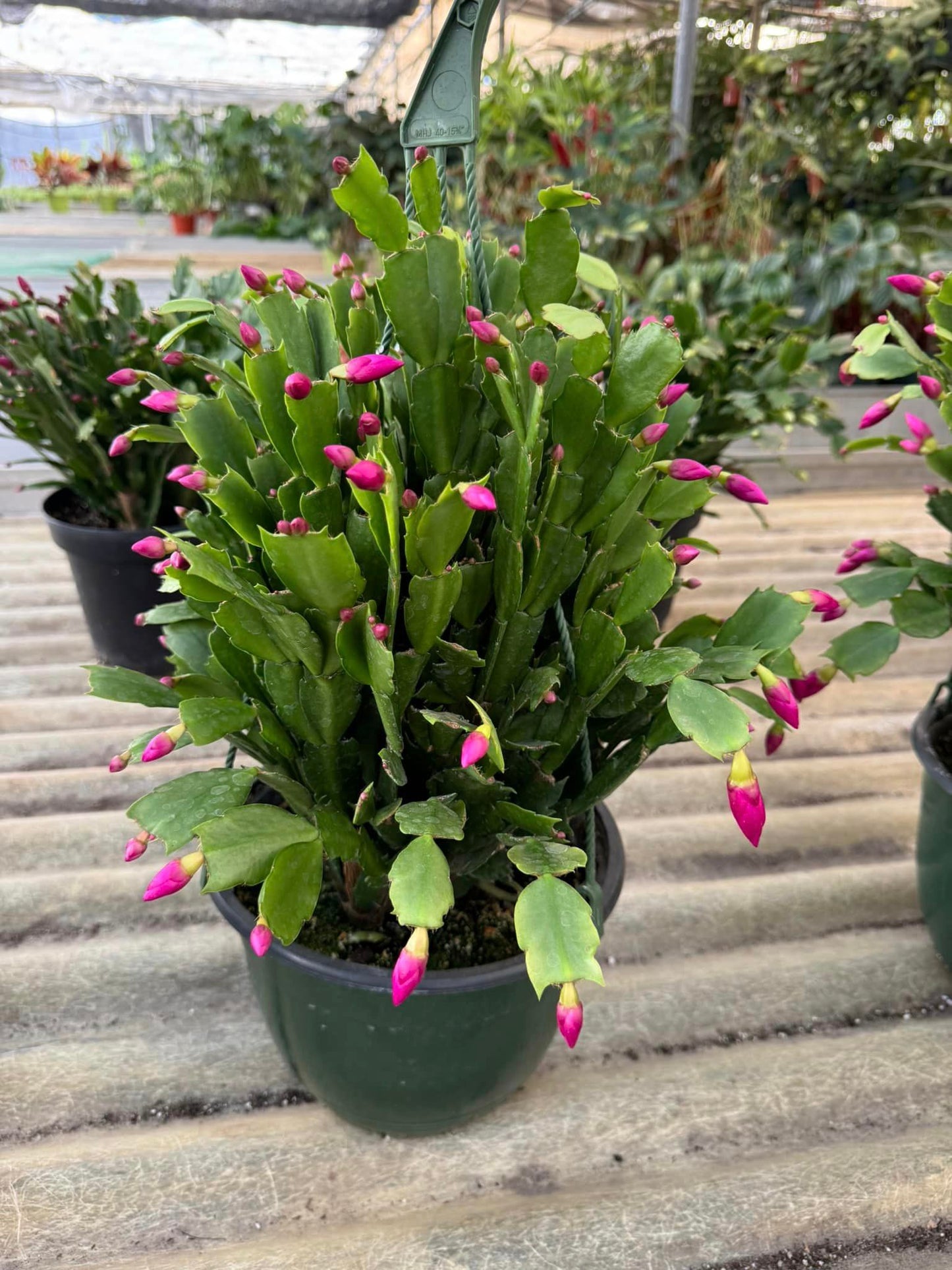 Cactus Navidad (Schlumbergera)