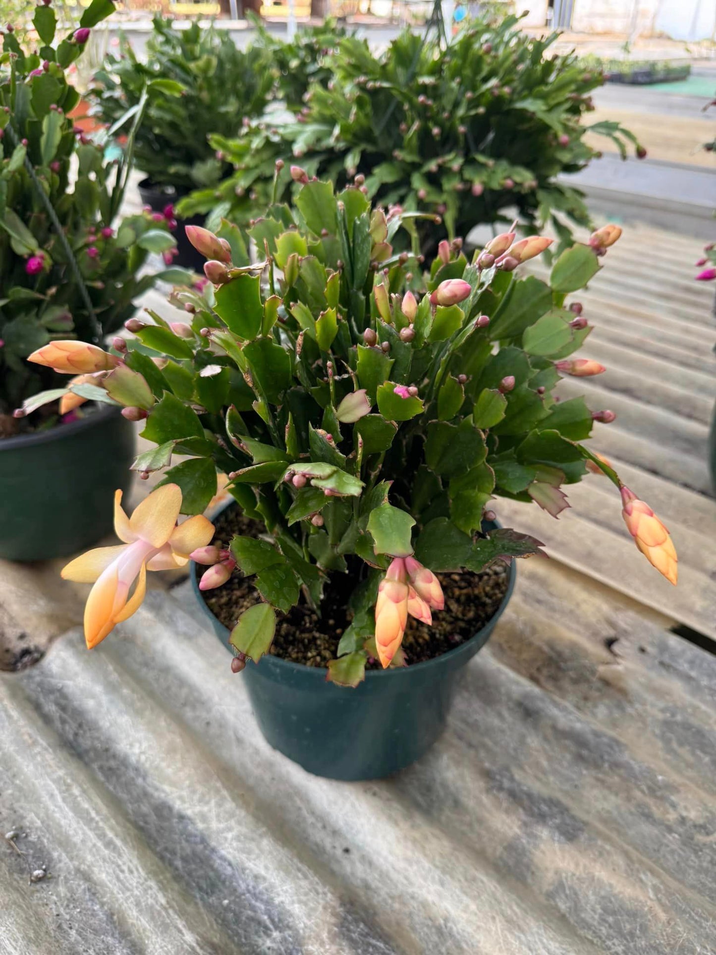 Cactus Navidad (Schlumbergera)