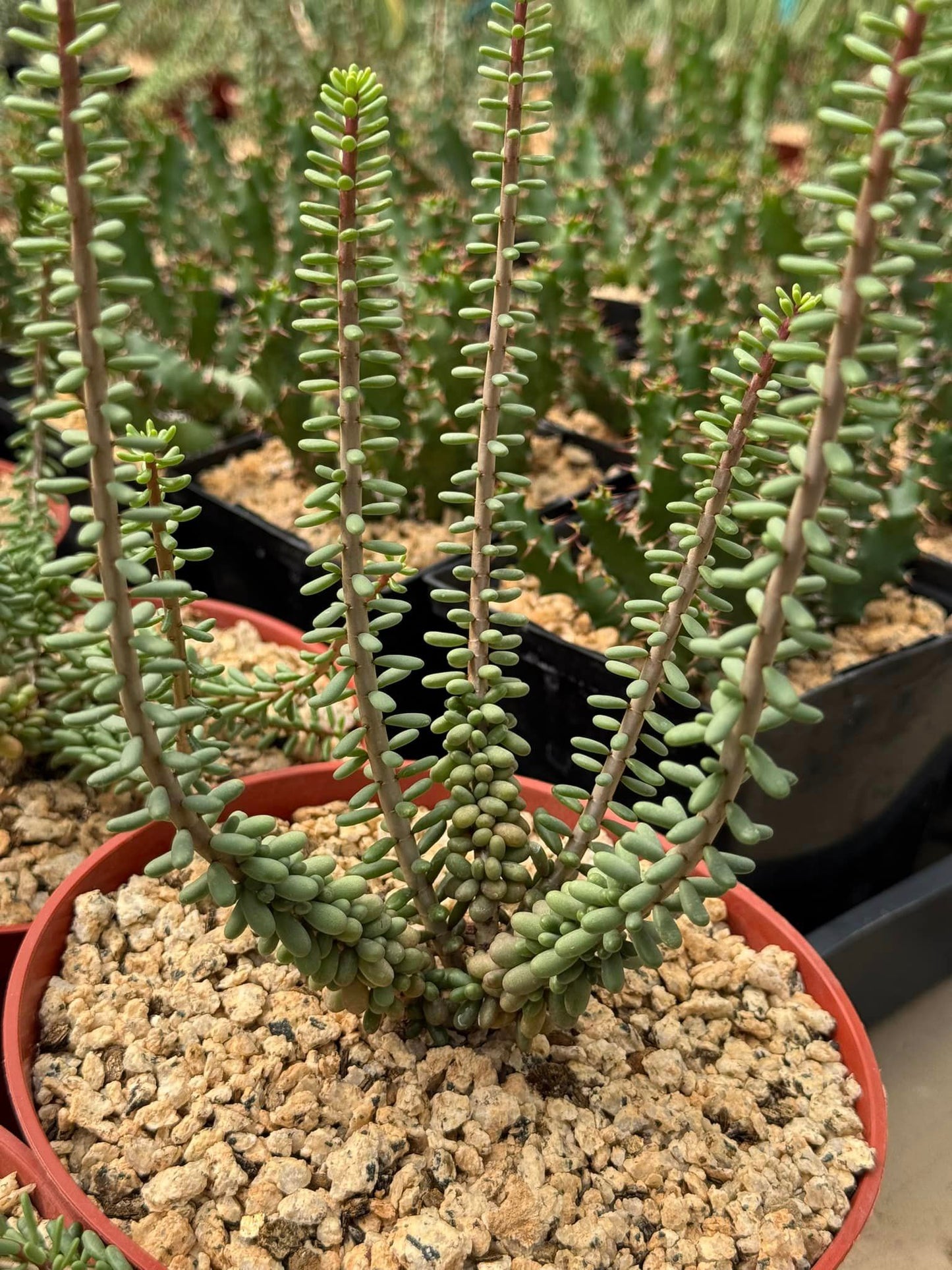 Ceraria namaquensis x pygmaea