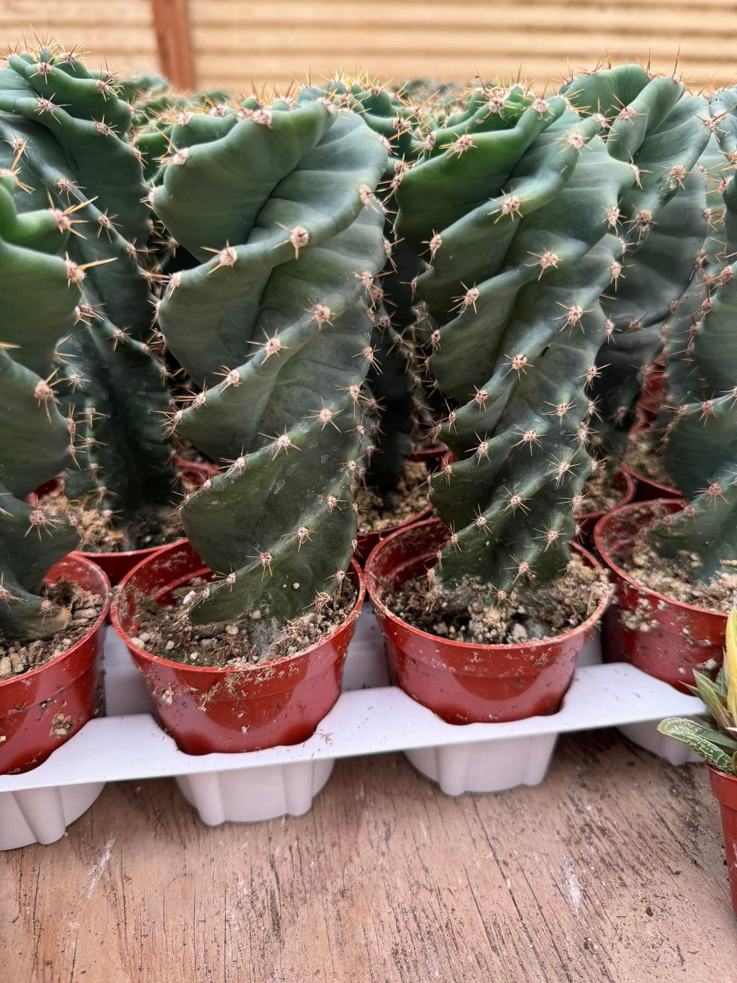 Cereus forbesii spiralis