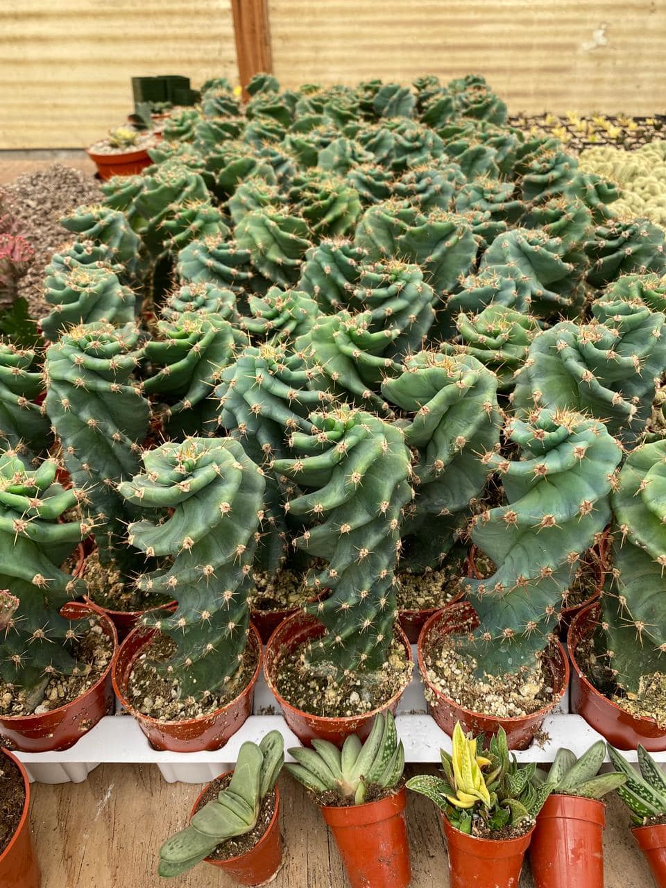 Cereus forbesii spiralis