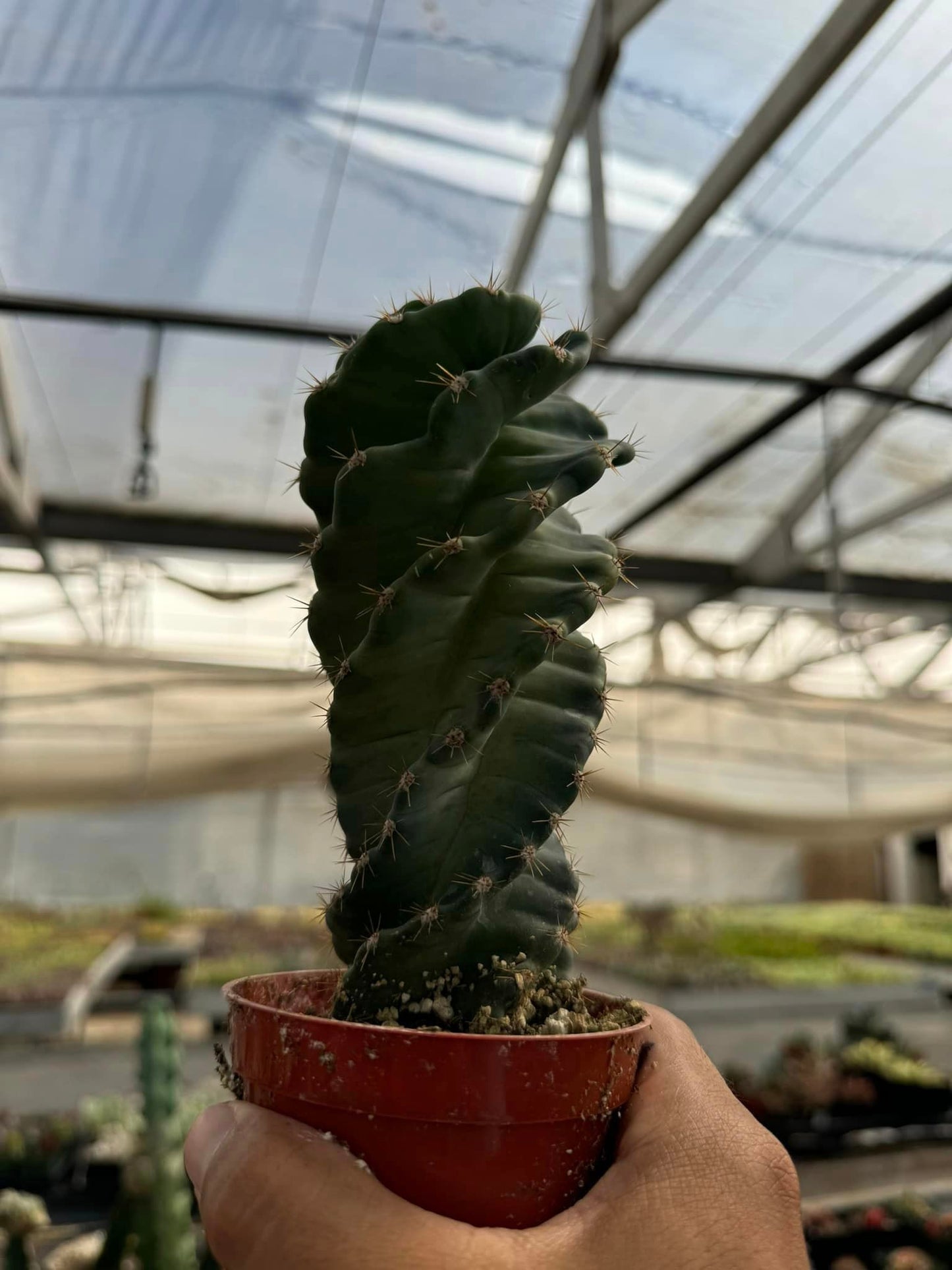 Cereus forbesii spiralis