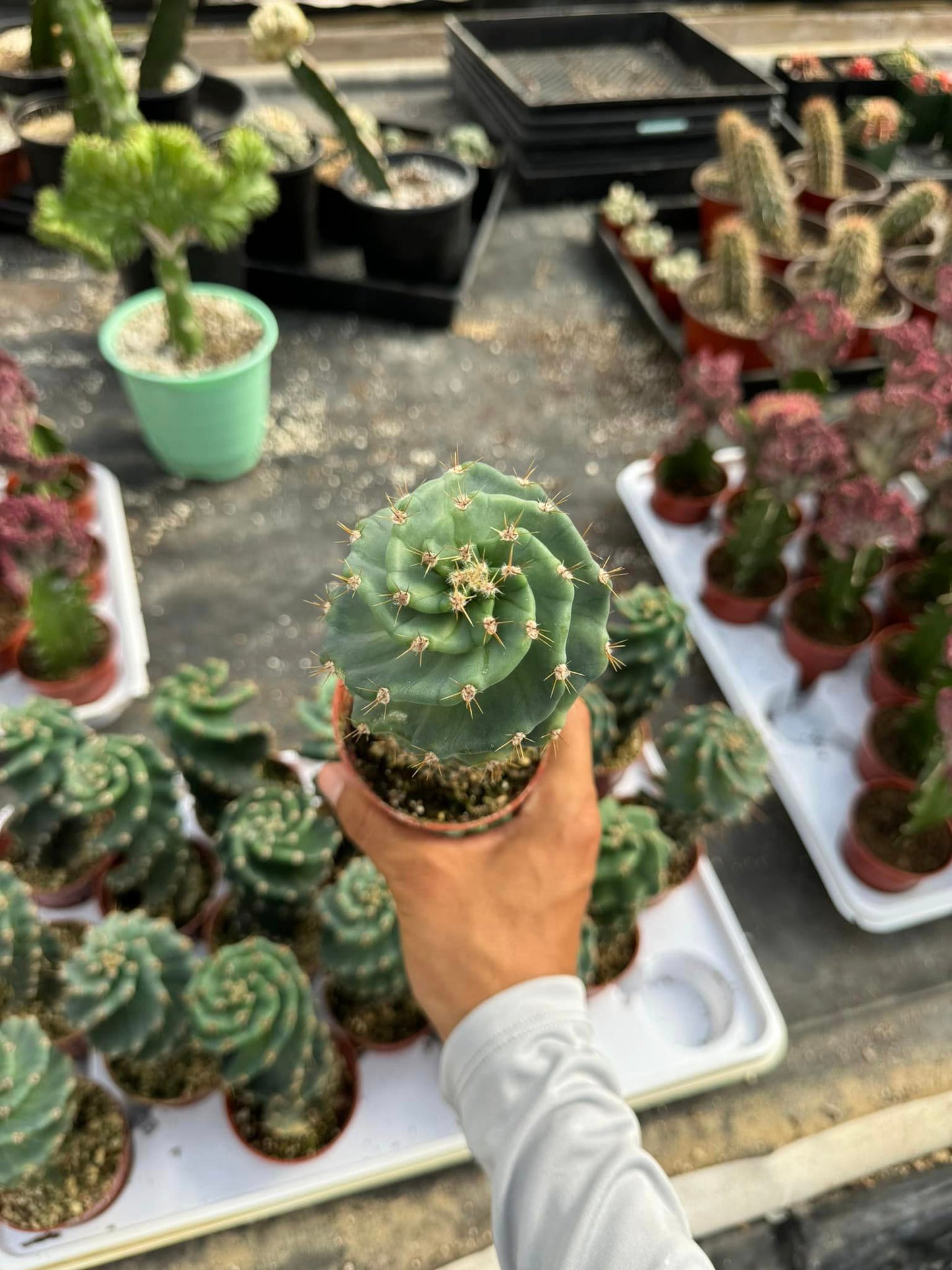 Cereus forbesii spiralis