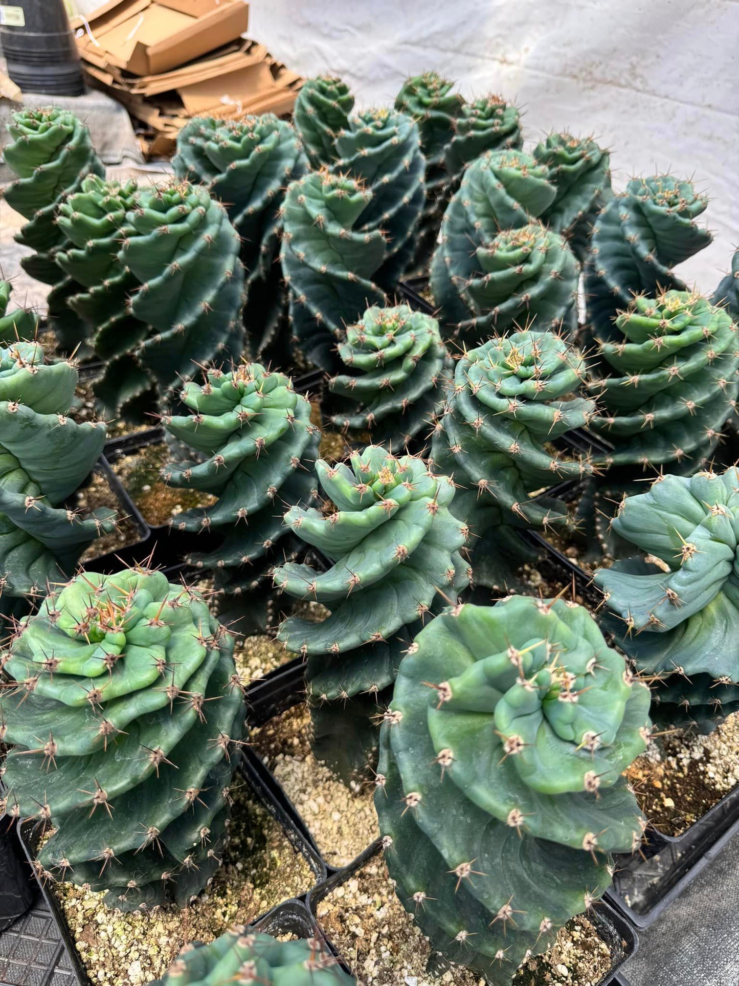 Cereus forbesii spiralis