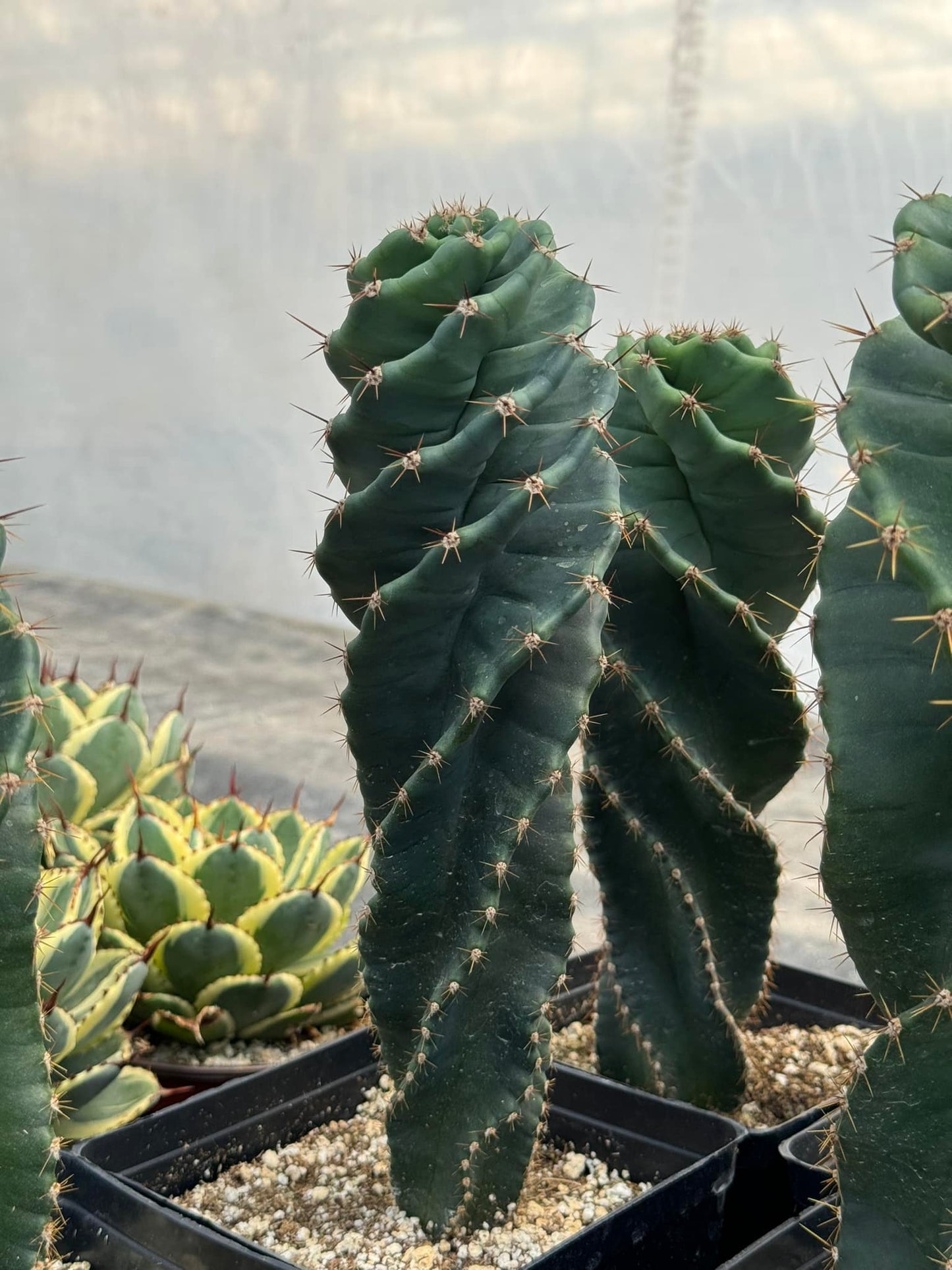 Cereus forbesii spiralis