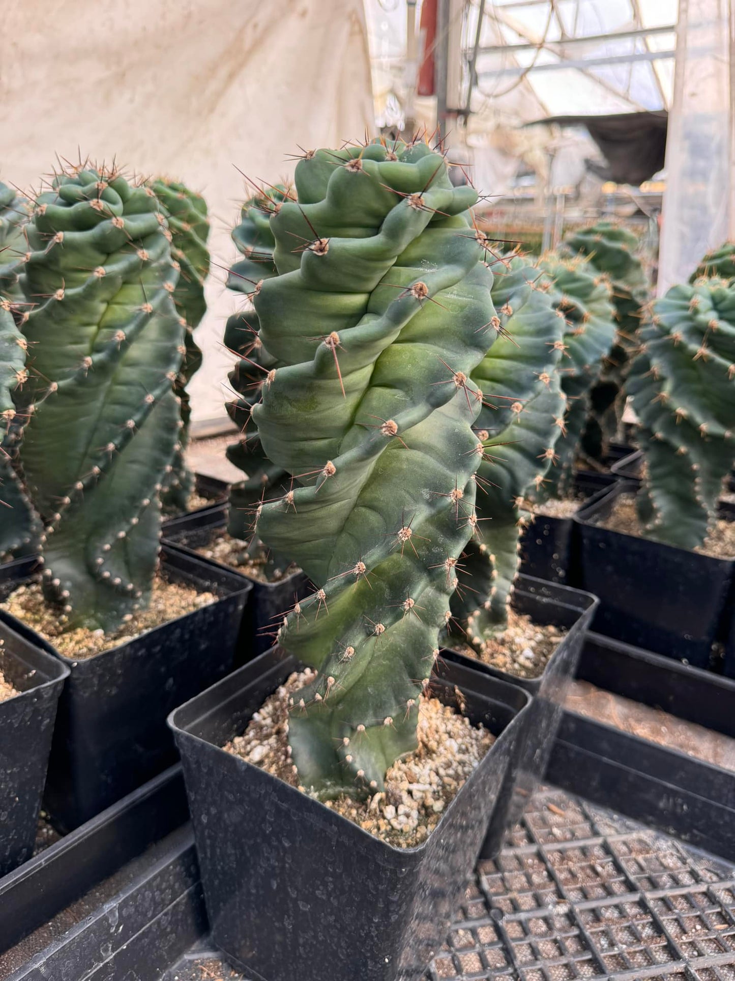 Cereus forbesii spiralis