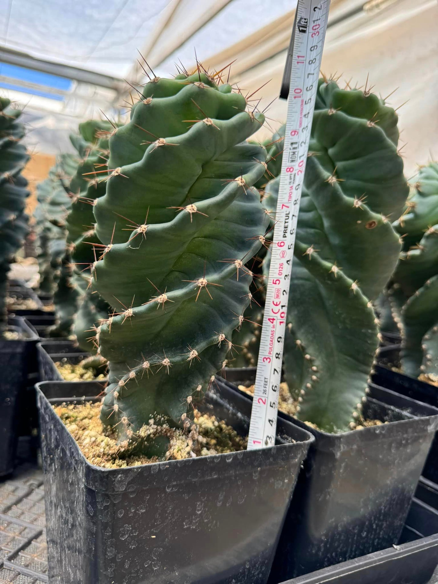 Cereus forbesii spiralis