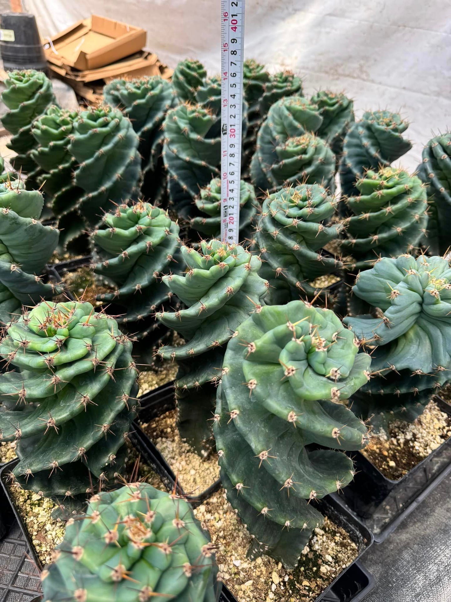 Cereus forbesii spiralis