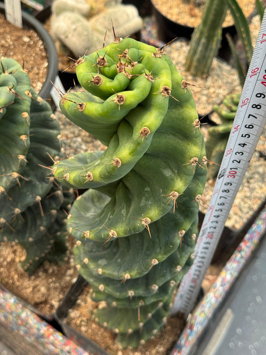 Cereus forbesii spiralis 16”