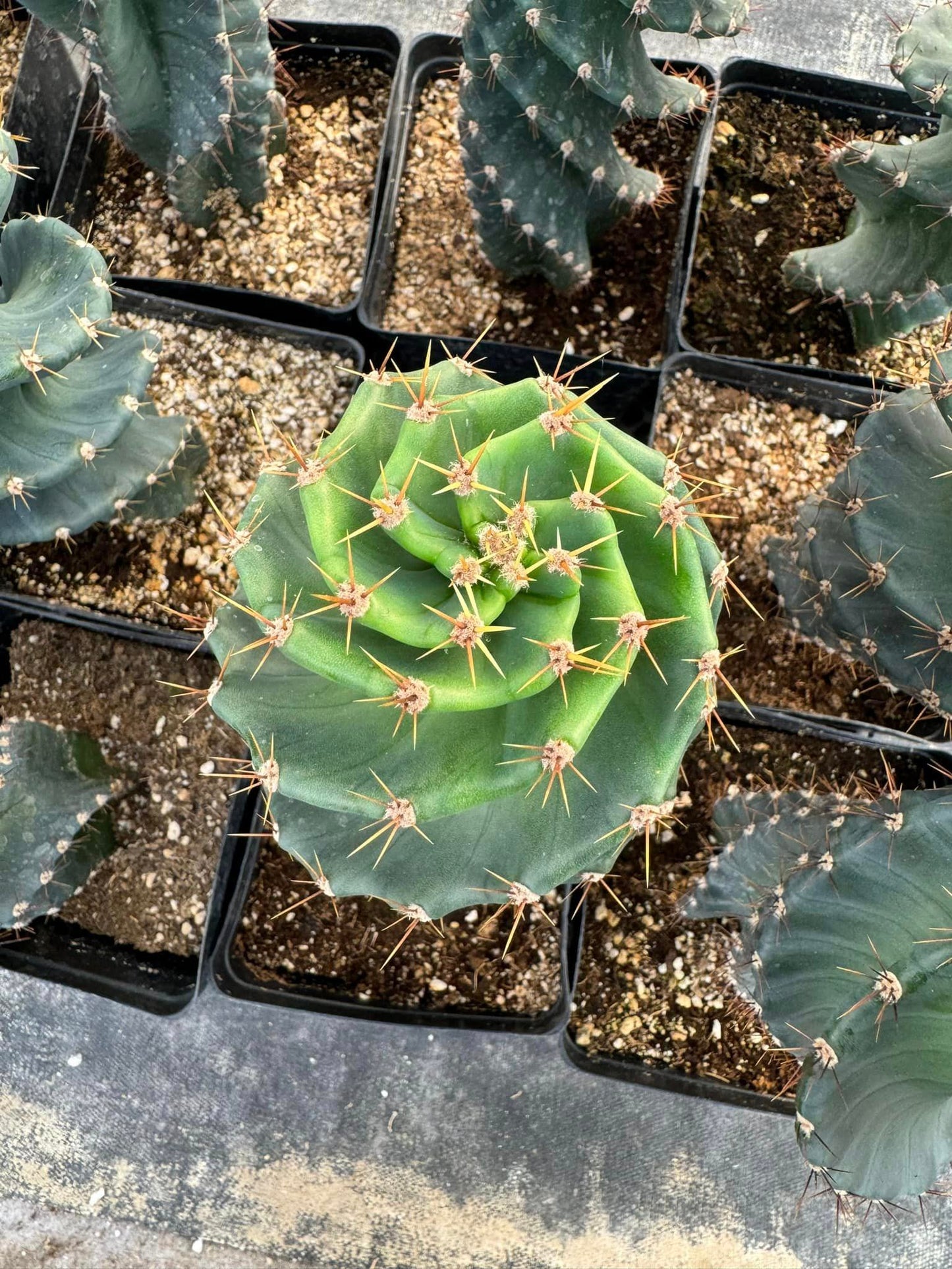 Cereus forbesii spiralis