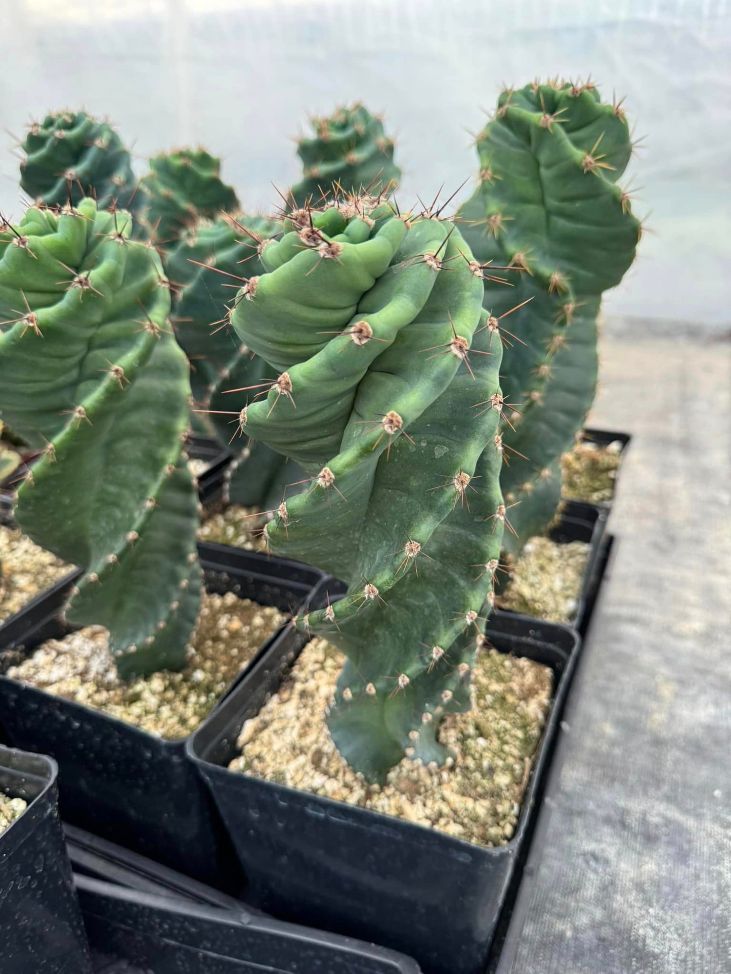 Cereus forbesii spiralis