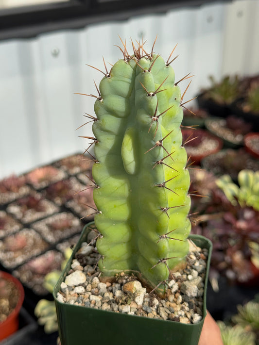 Cereus grenadensis