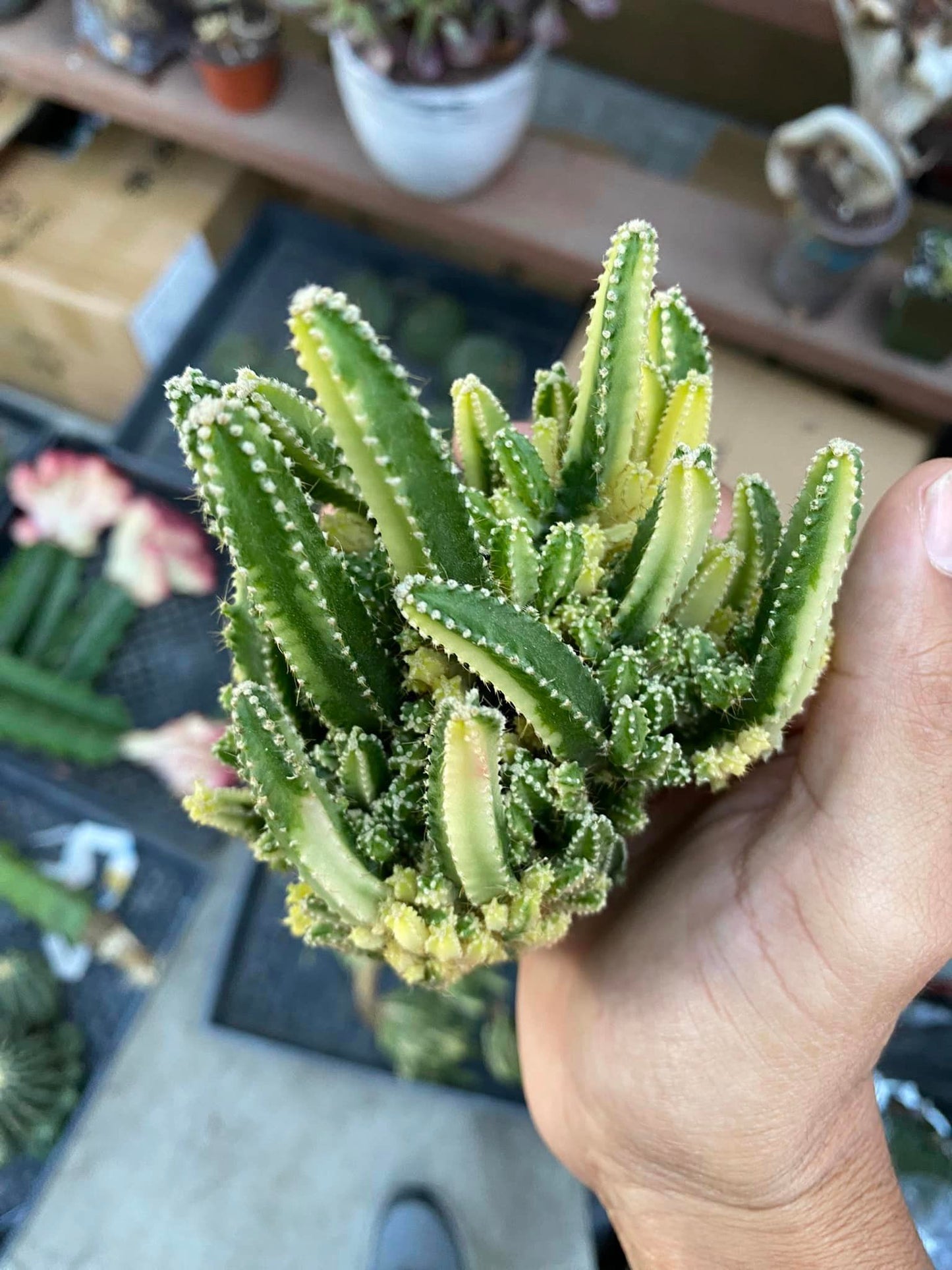 Cereus tetragonus (castillo de hadas) variegada