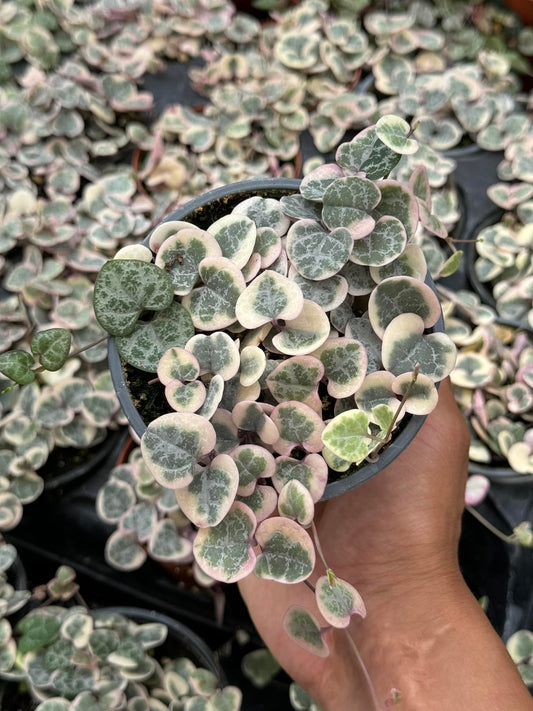 Ceropegia woodii Variegada (collar de corazones)