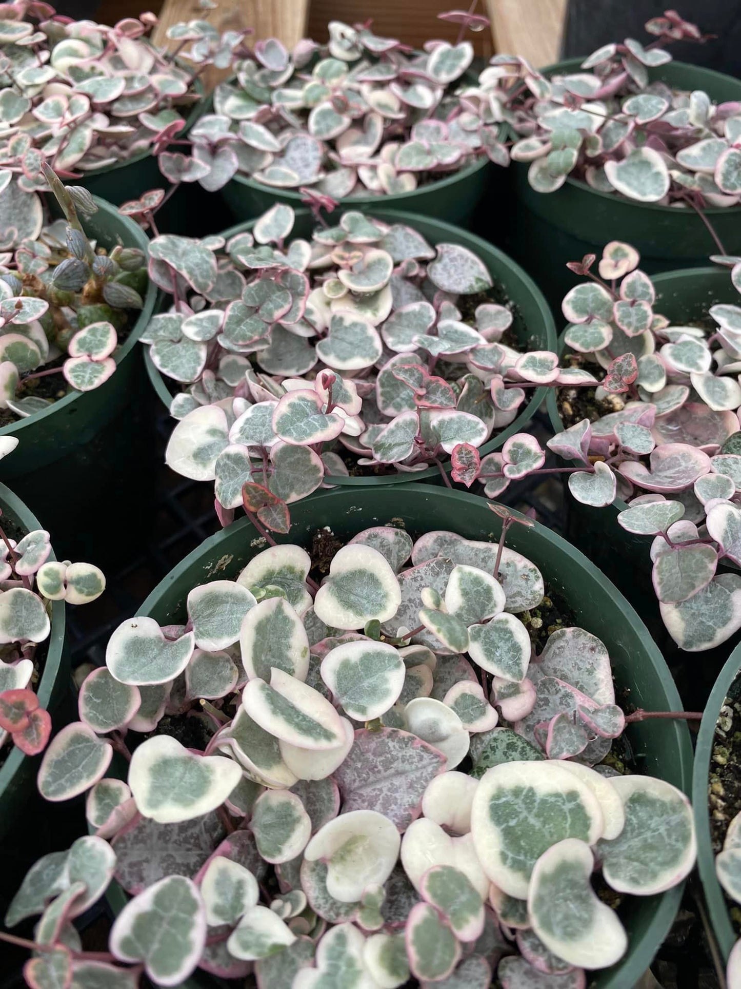 Ceropegia woodii Variegada (collar de corazones)