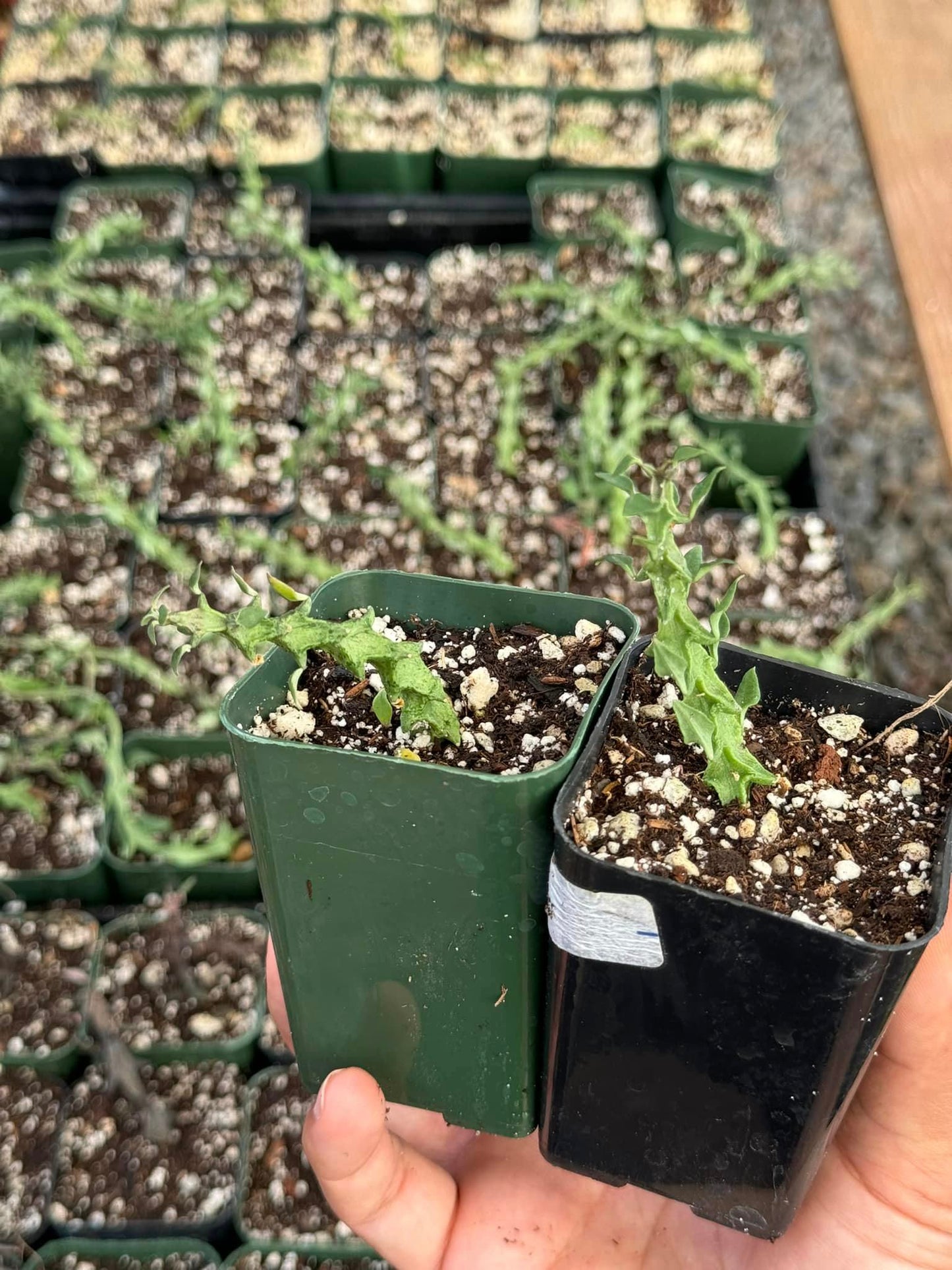 Ceropegia armandii & Ceropegia simonae