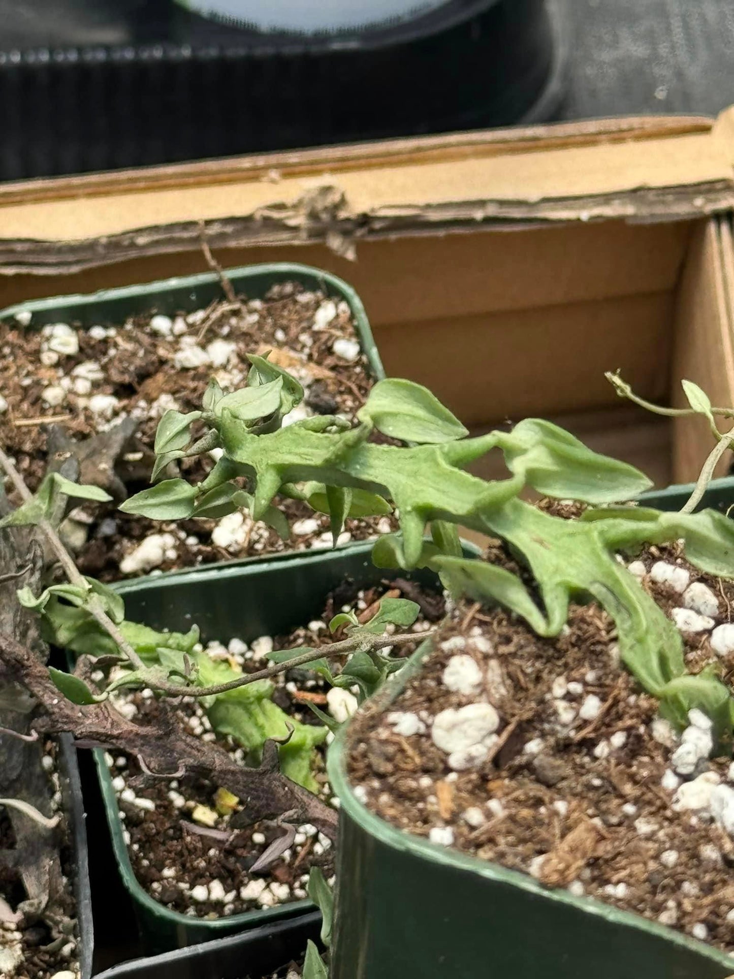 Ceropegia armandii & Ceropegia simonae