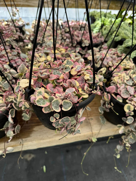 Ceropegia woodii Variegada 6”